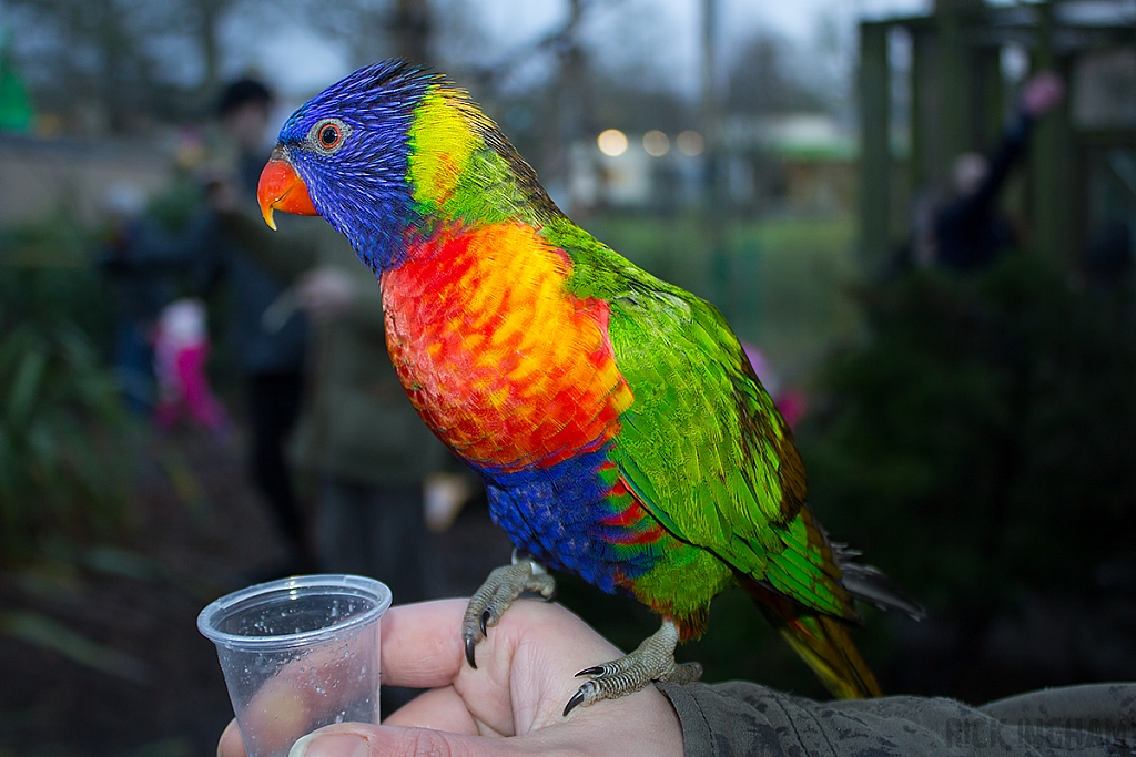 Rainbow Lorikeet