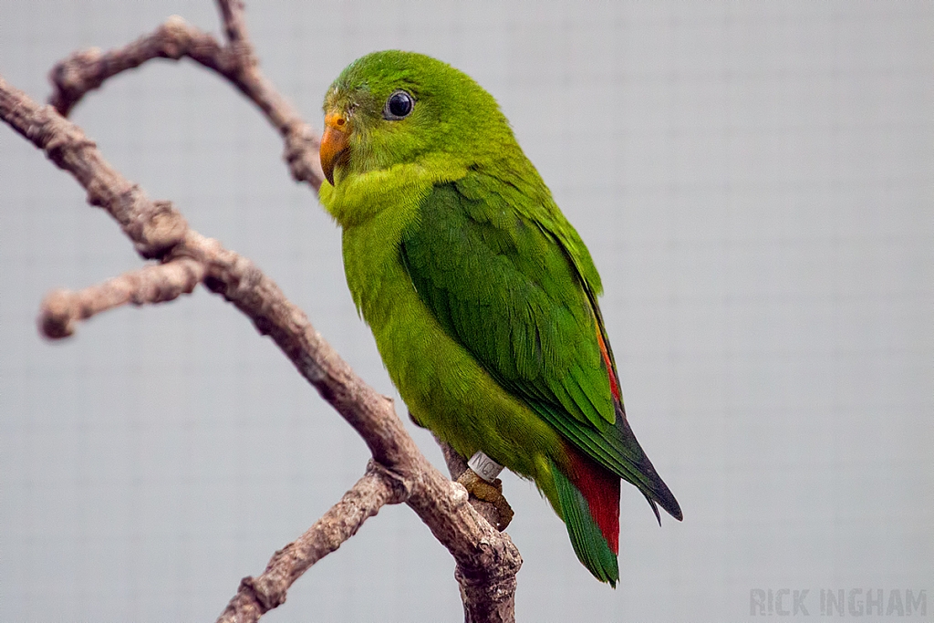 Hanging Parrot