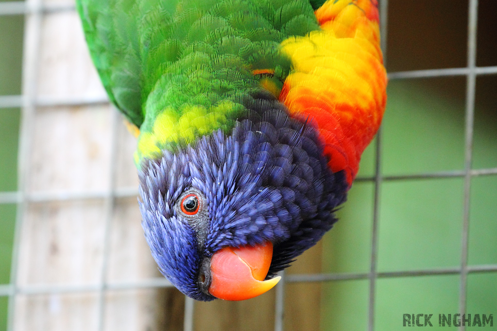 Rainbow Lorikeet