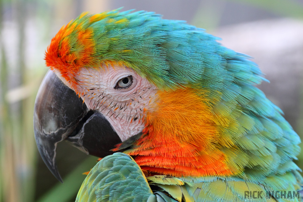 Hybrid Macaw