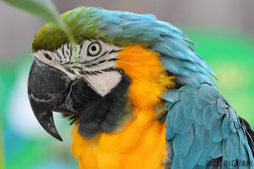 Blue and Gold Macaw