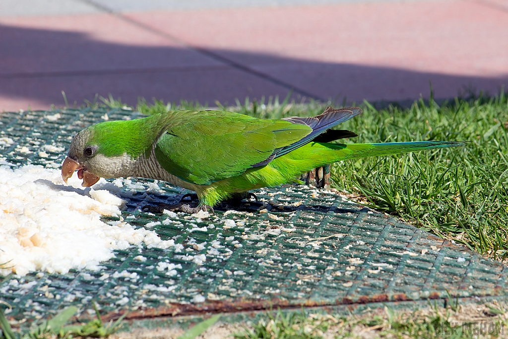 Monk Parakeet