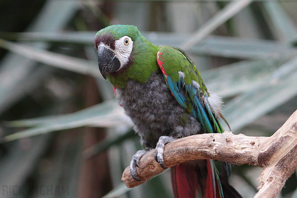 Chestnut-Fronted Macaw