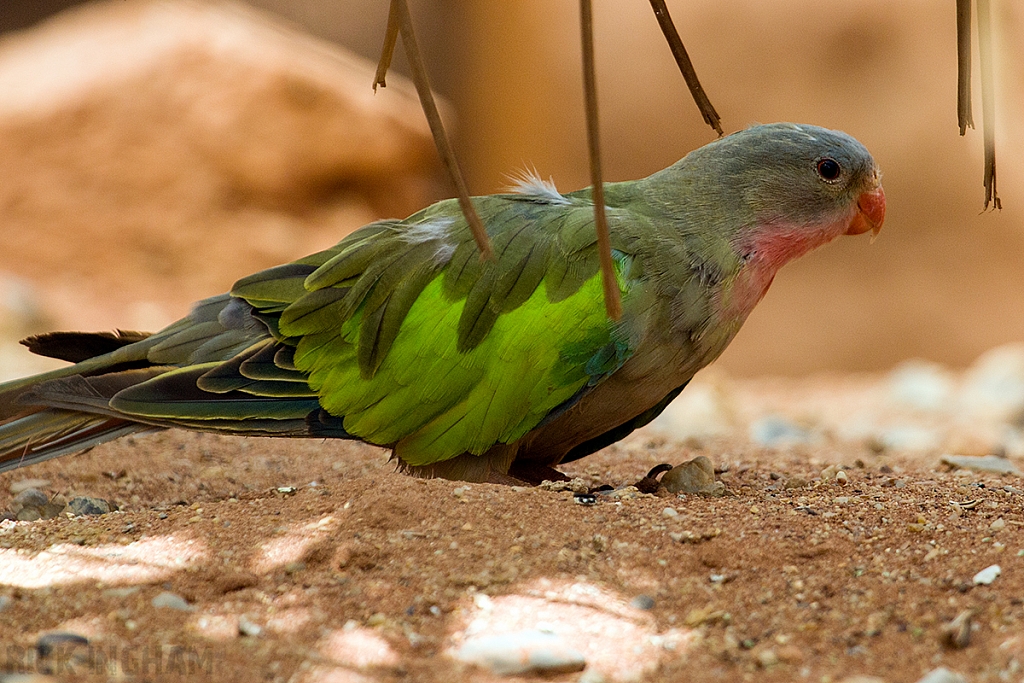 Princess of Wales Parakeet