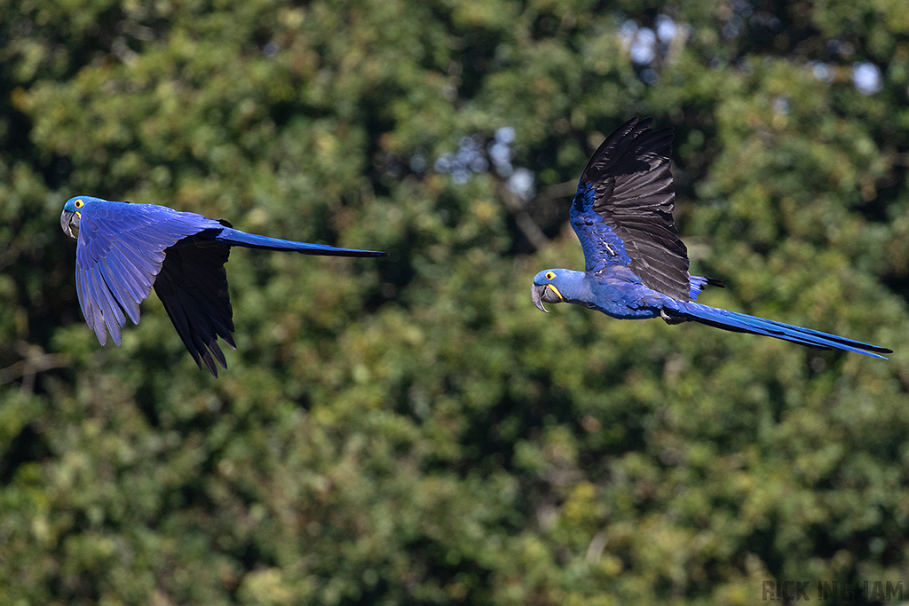 Hyacinth Macaw