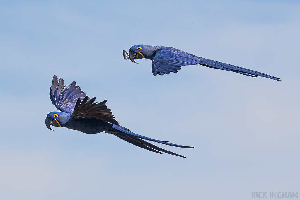 Hyacinth Macaw