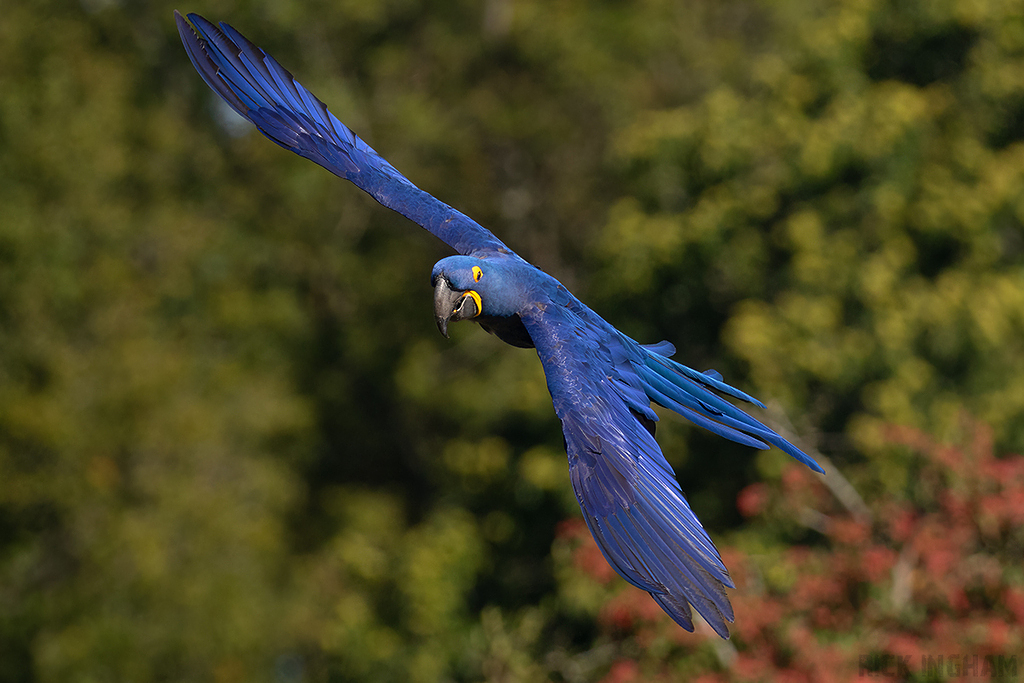 Hyacinth Macaw