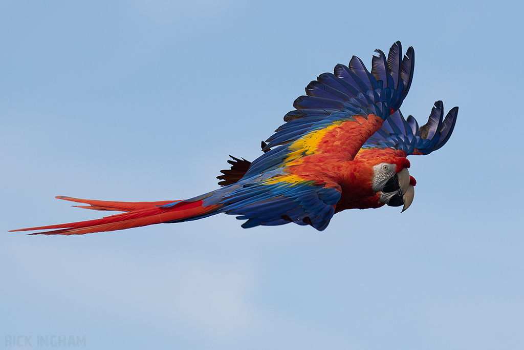 Scarlet Macaw