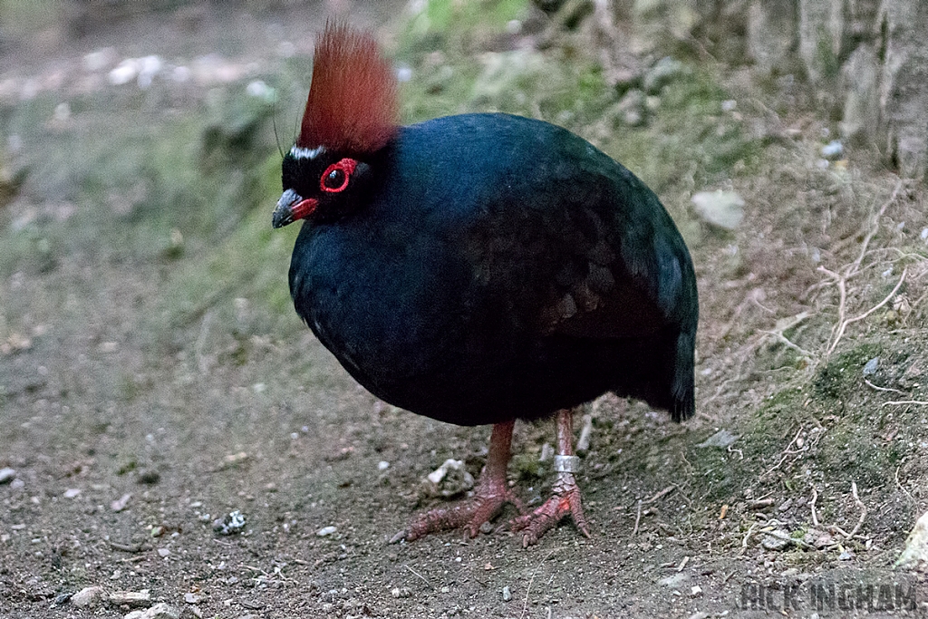 Crested Wood Partridge