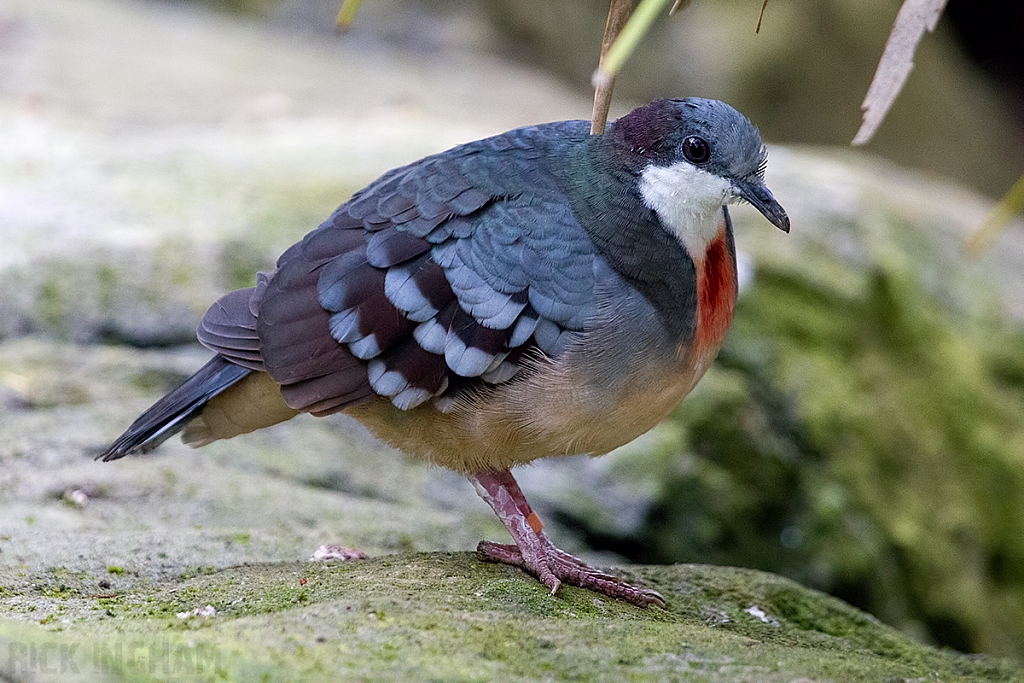 Bleeding Heart Dove