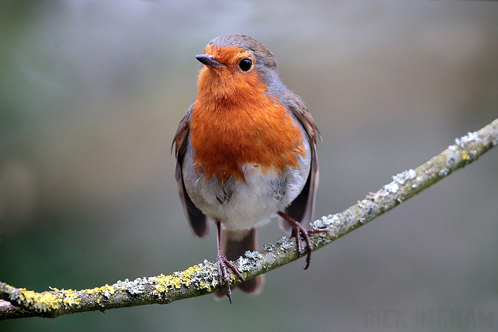 Robin