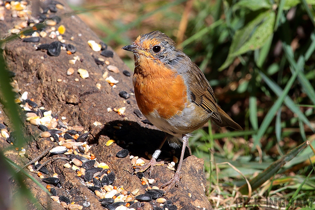 Robin