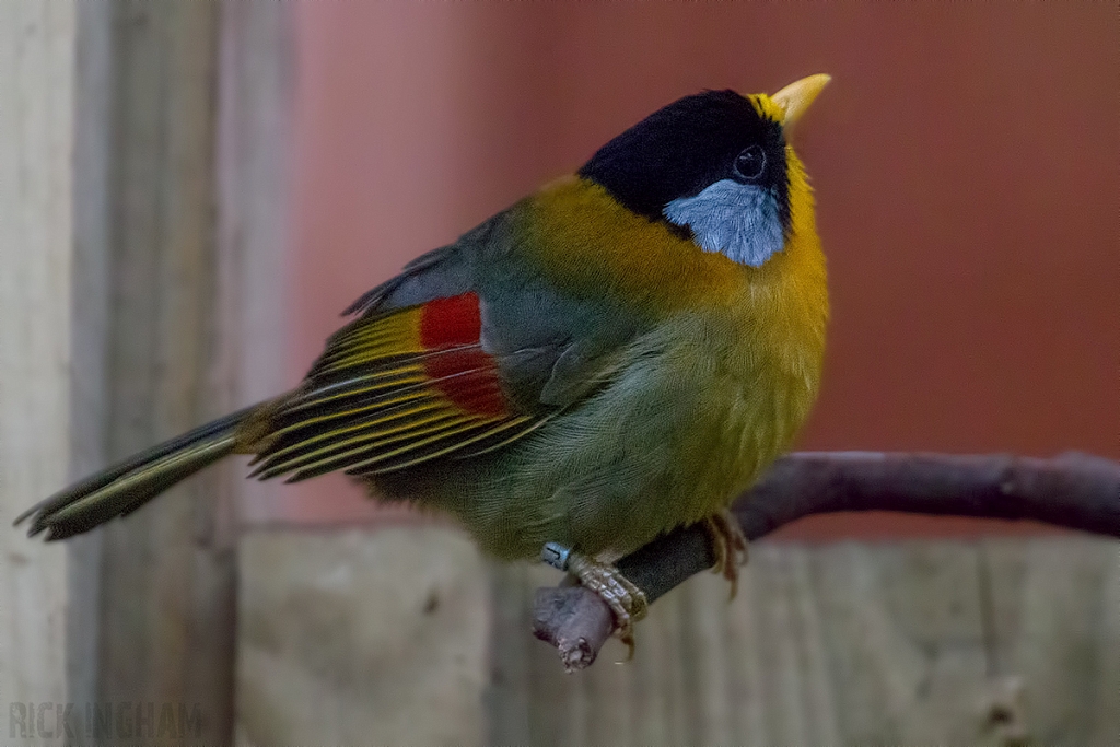 Silver Eared Mesia