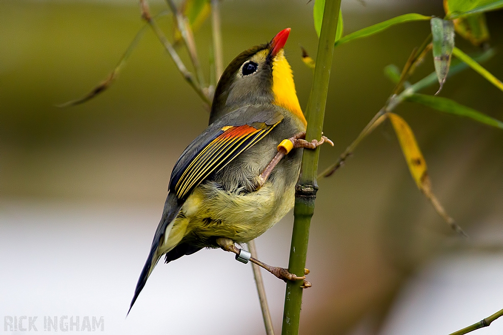 Red-billed Leiothrix / Pekin Robin