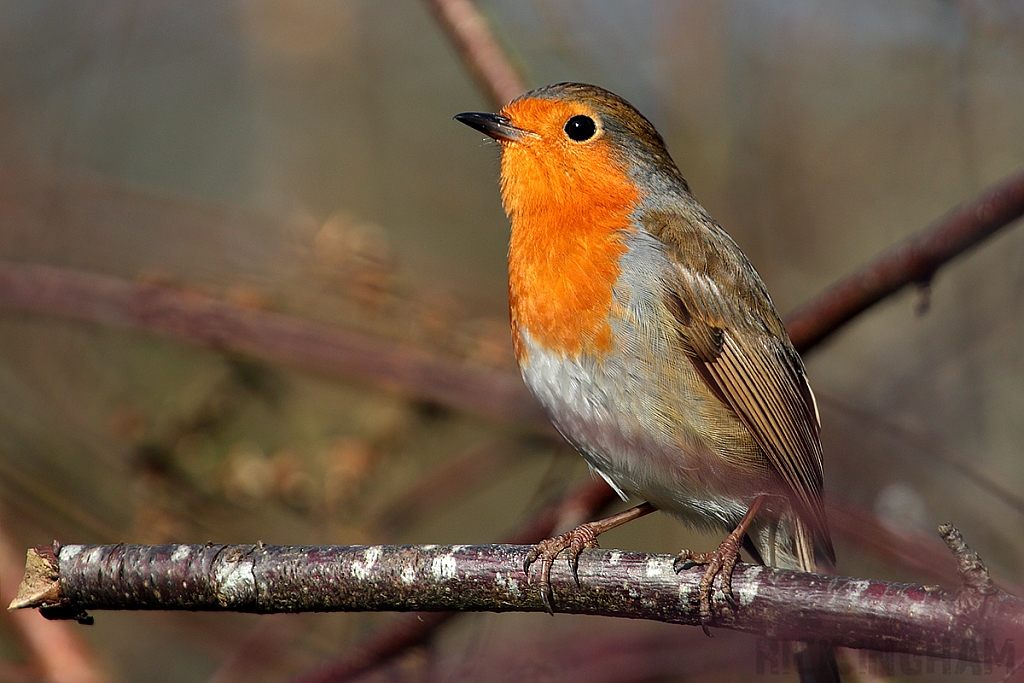Robin