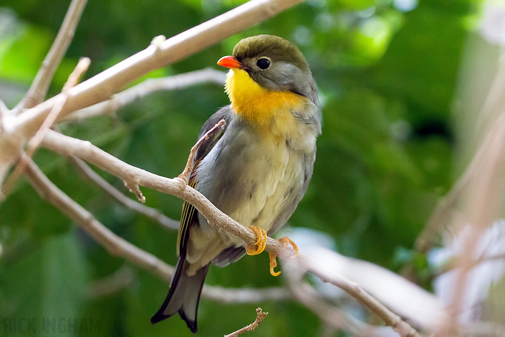 Red-billed Leiothrix / Pekin Robin