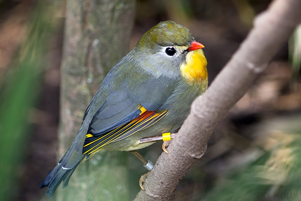 Red-billed Leiothrix / Pekin Robin