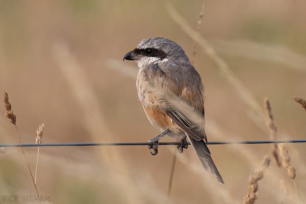 Long-Tailed Shrike