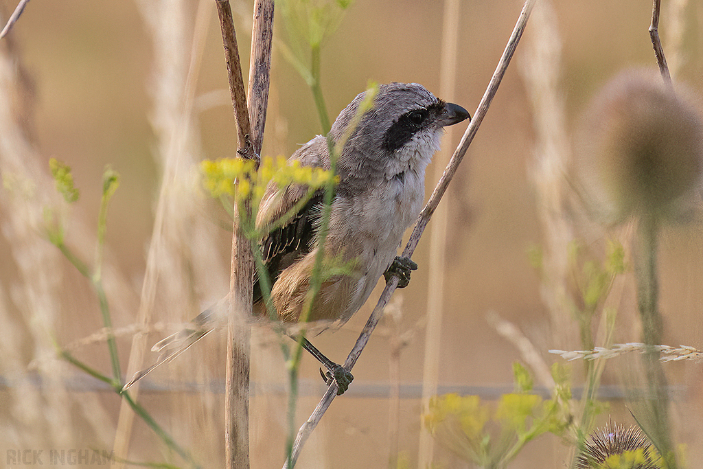 Long-Tailed Shrike