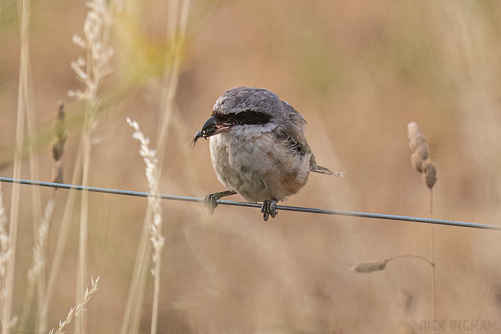 Long-Tailed Shrike