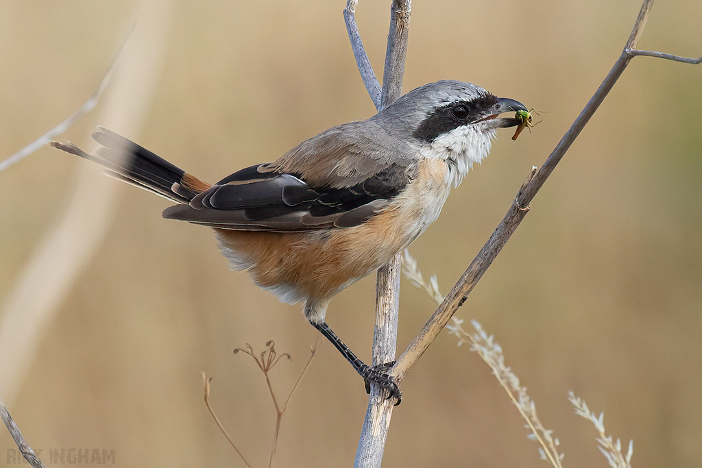 Long-Tailed Shrike
