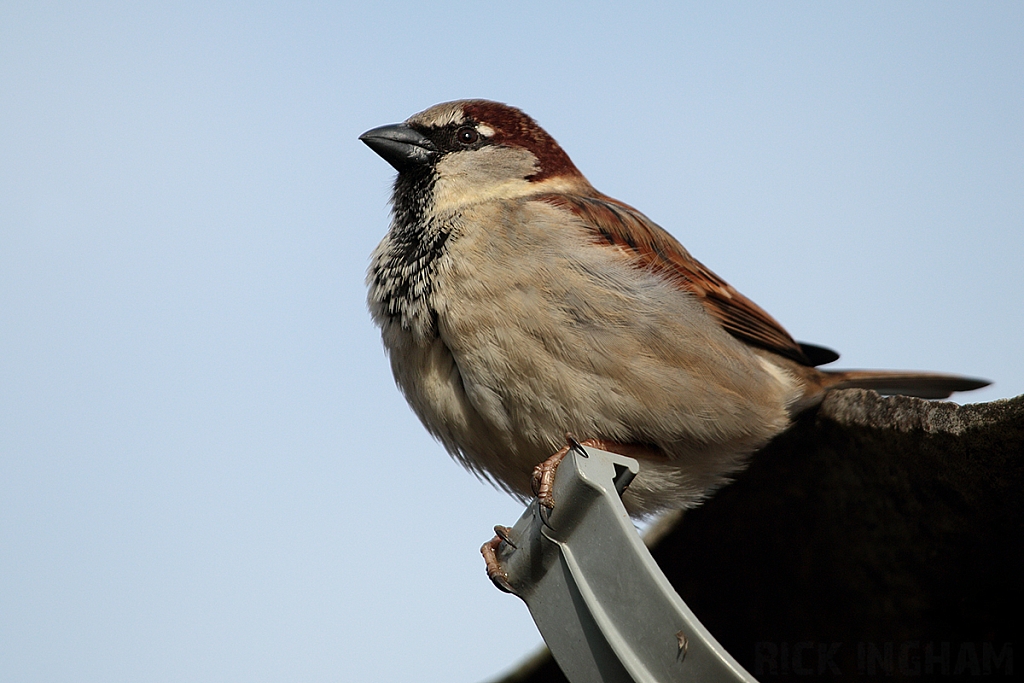House Sparrow | Male