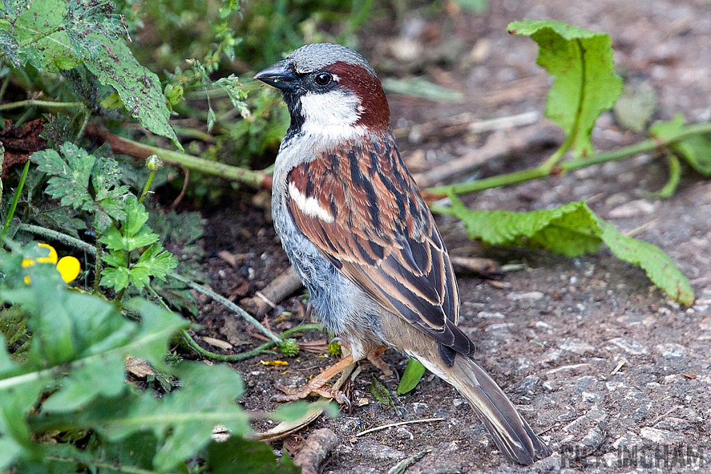 House Sparrow | Male