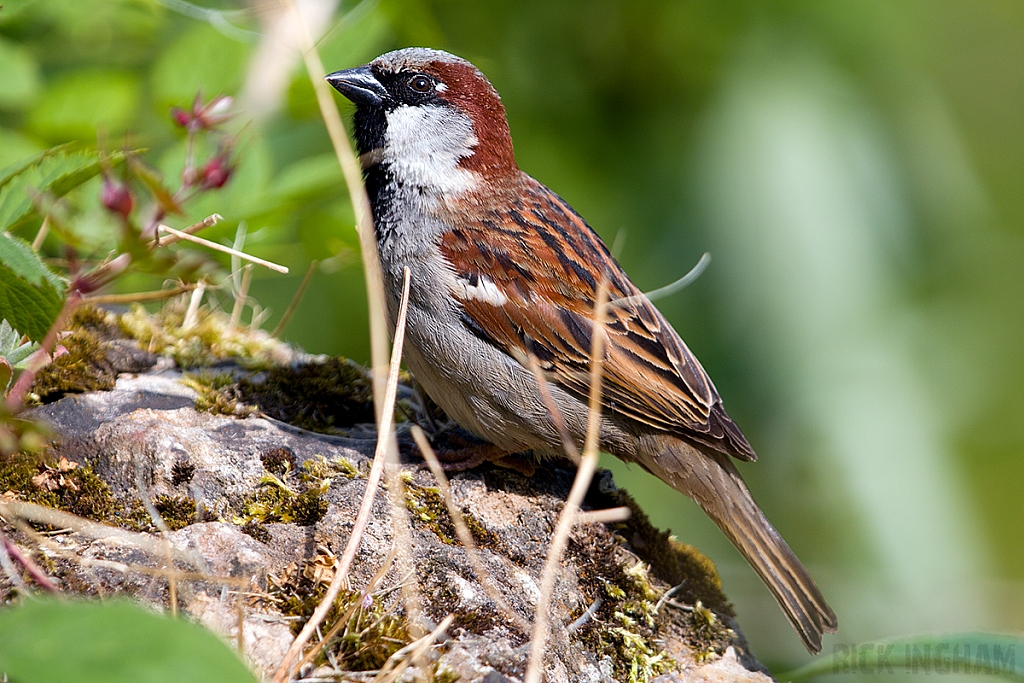 House Sparrow | Male