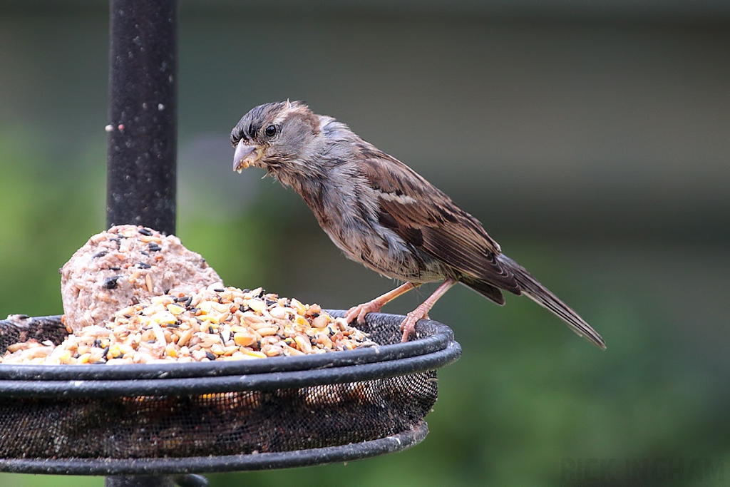 House Sparrow | Female