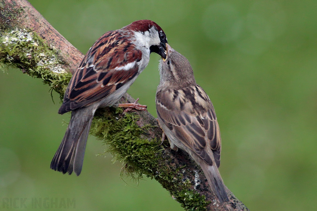 House Sparrow | Male + Juvenile