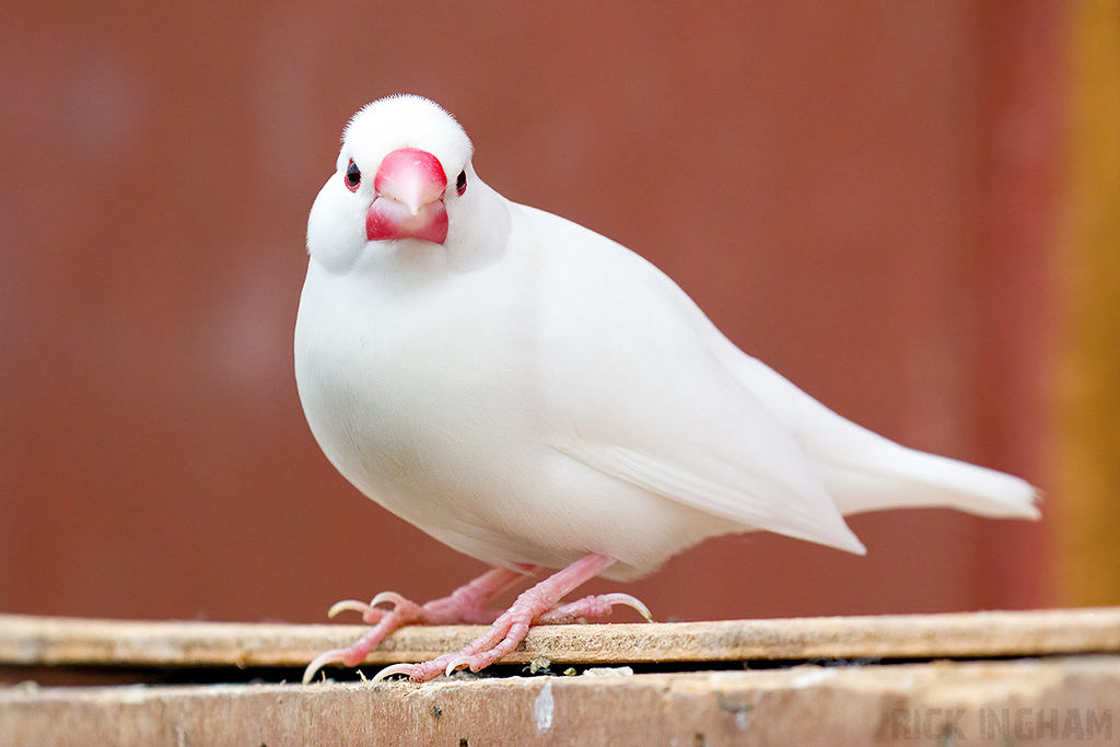 Java Sparrow