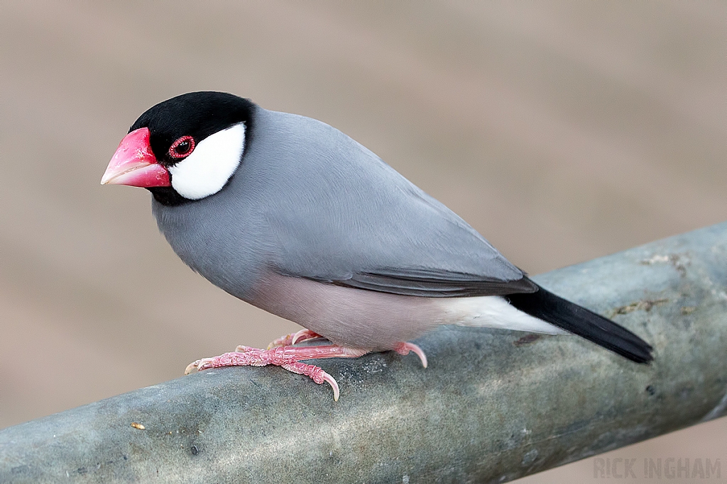 Java Sparrow