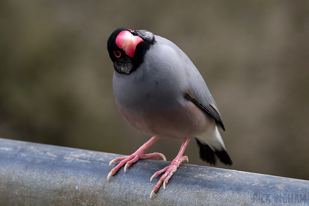 Black Headed Java Sparrow