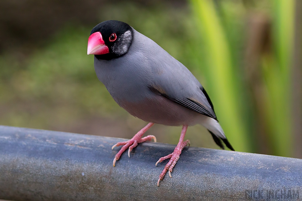 Black Headed Java Sparrow