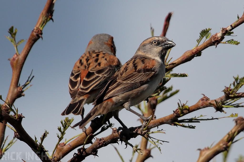 Kenya Sparrow