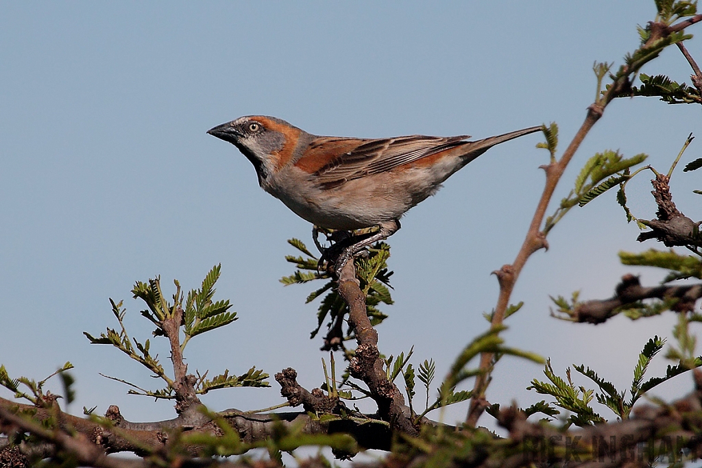 Kenya Sparrow