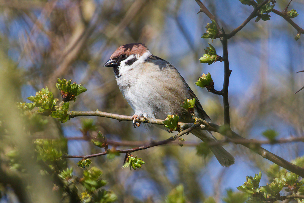 Tree Sparrow