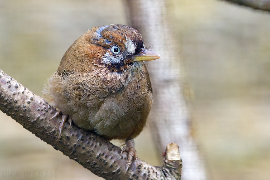 Moustached Laughingthrush