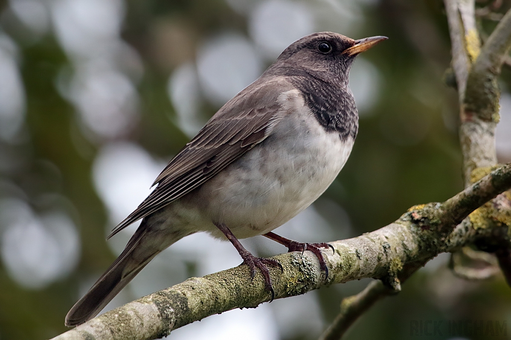 Black Throated Thrush
