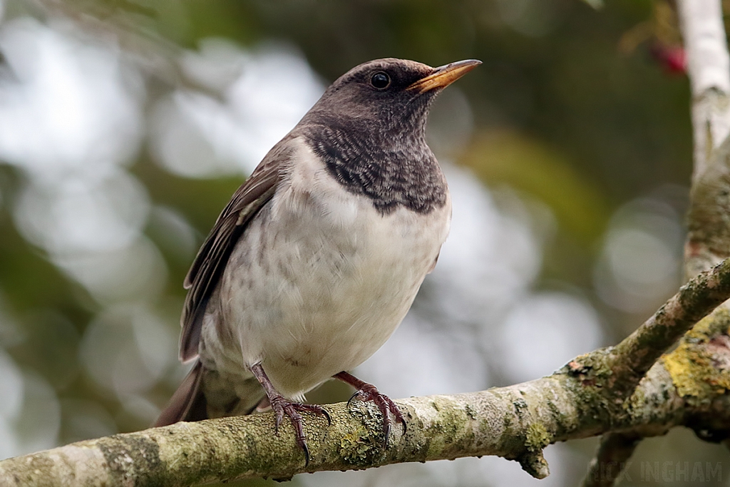 Black Throated Thrush
