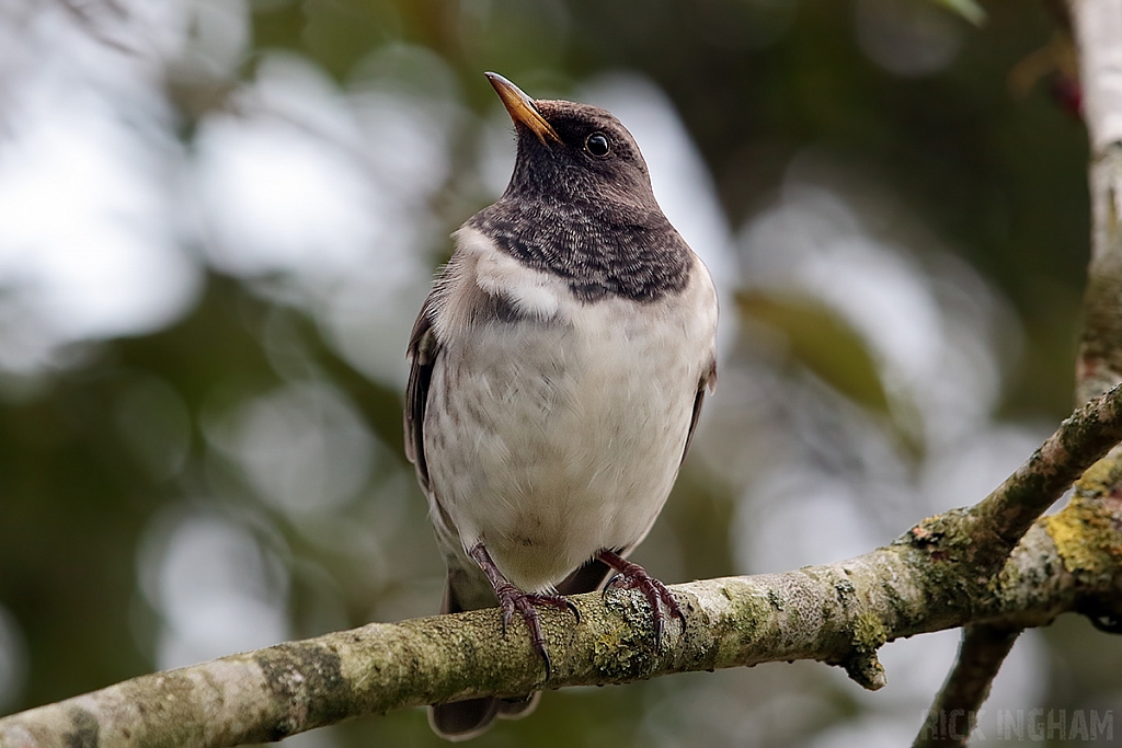 Black Throated Thrush