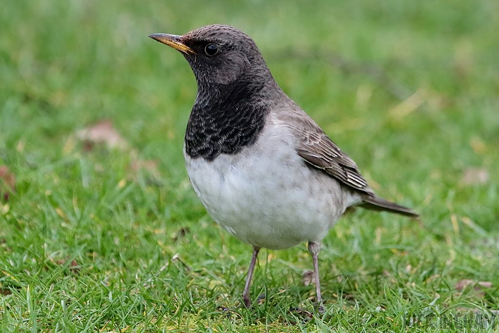 Black Throated Thrush