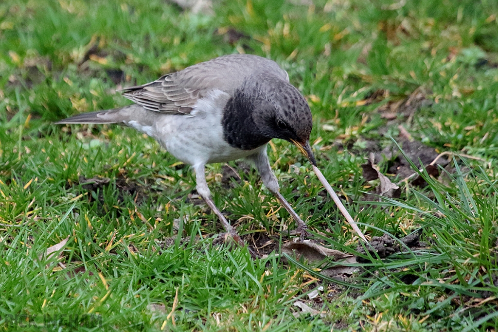 Black Throated Thrush