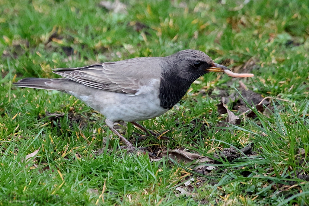 Black Throated Thrush