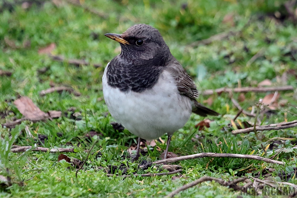 Black Throated Thrush