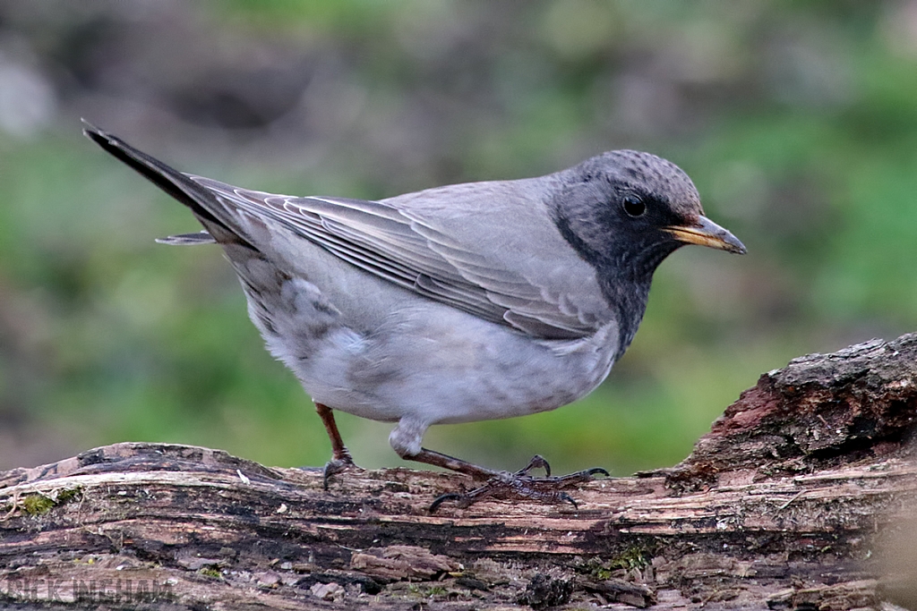 Black Throated Thrush