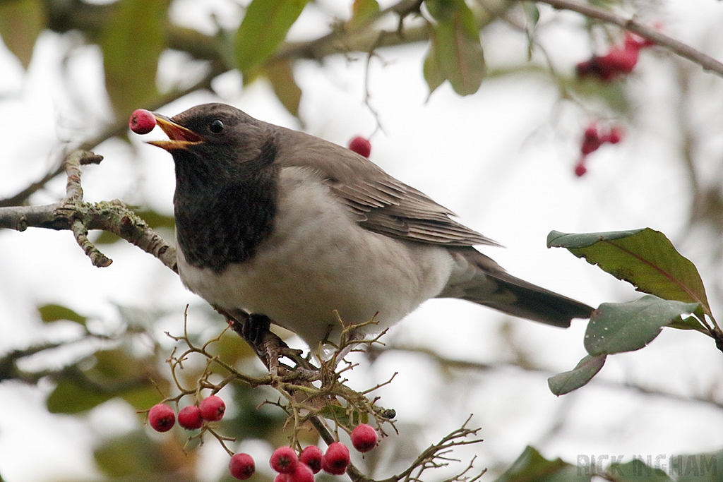 Black Throated Thrush