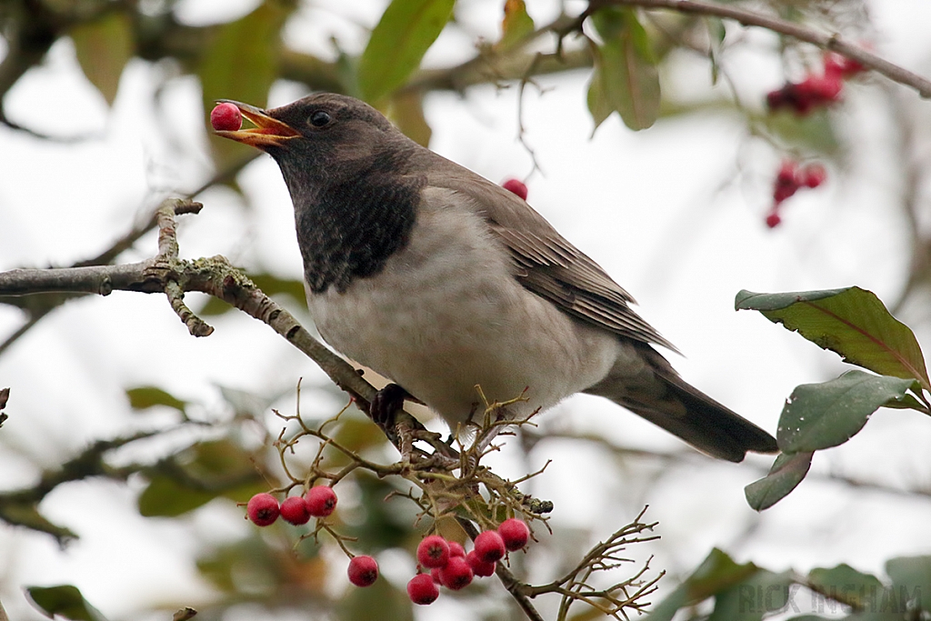 Black Throated Thrush