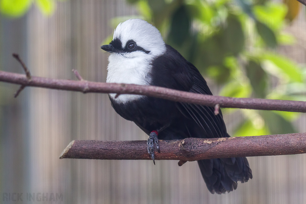 Sumatran Laughingthrush