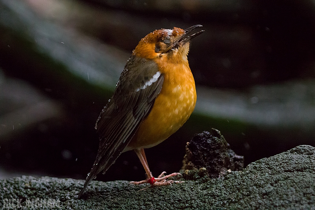 Orange Headed Thrush